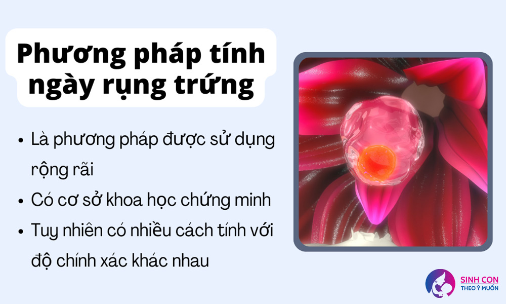 Tính ngày rụng trứng để sinh con trai
