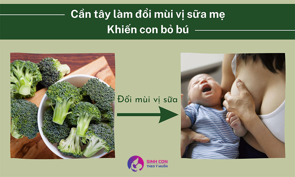 Cần tây có nguy cơ làm thay đổi mùi vị sữa mẹ