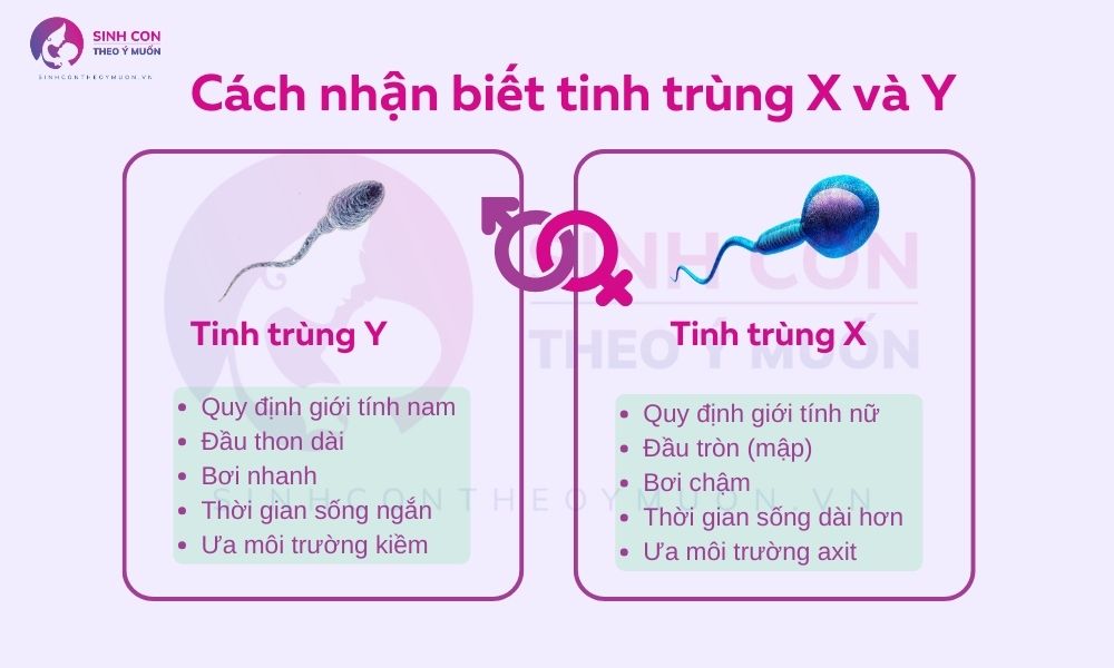 Cách nhận biết tinh trùng Y và X