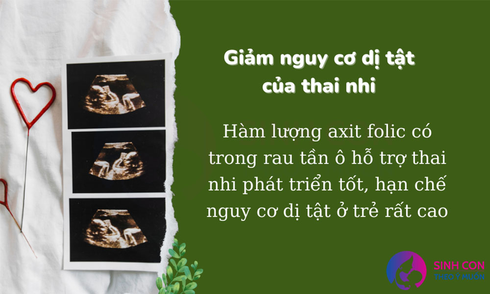 Thai nhi giảm nguy cơ dị tật nếu mẹ bổ sung rau tần ô