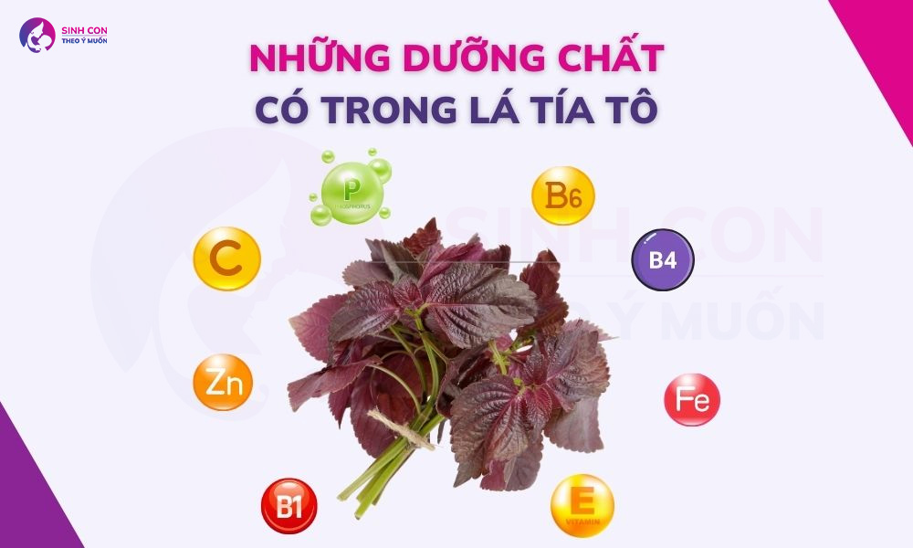 Những dưỡng chất có trong lá tía tô