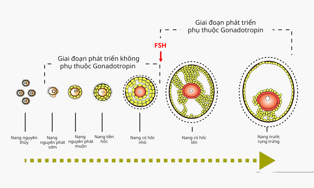 myo-inositol-ivf-1